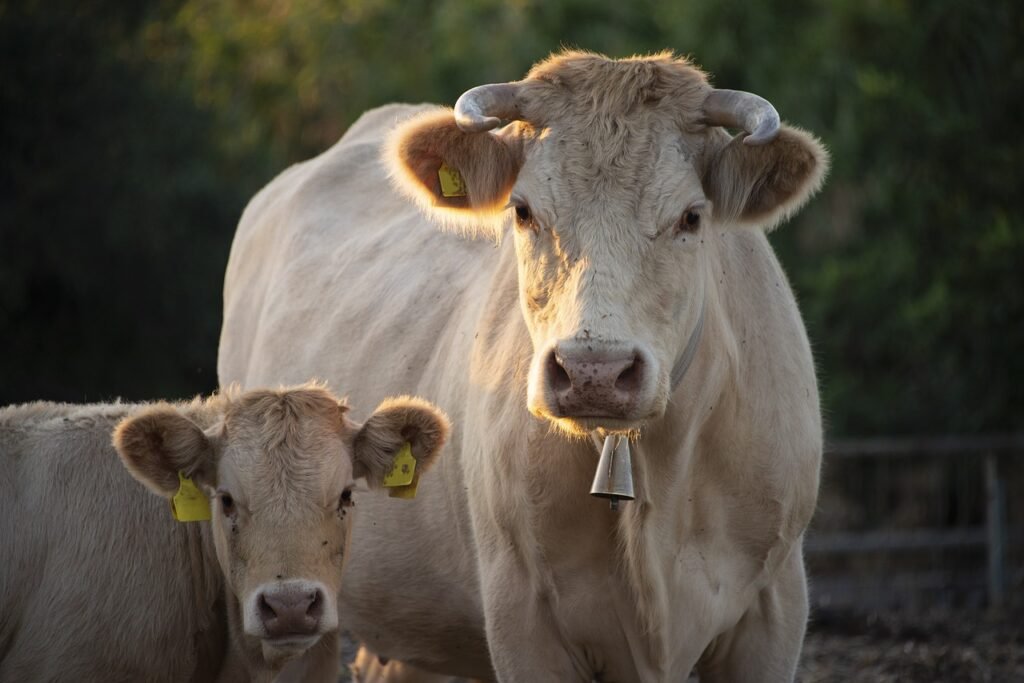 cows, calf, cattle-4423003.jpg
