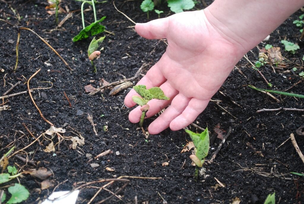soil, hands, earth-1795902.jpg